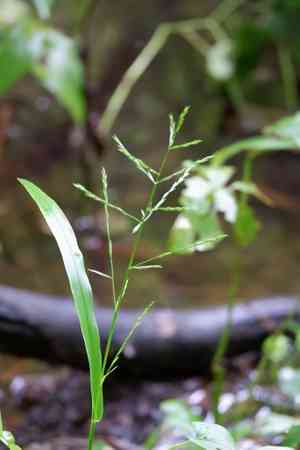 Panicum gymnocarpon(Panicum gymnocarpon)
