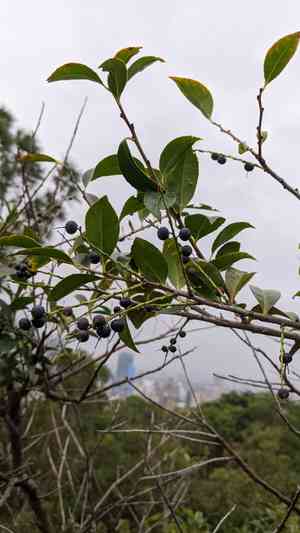 Sea bilberry(Vaccinium bracteatum)