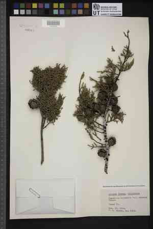 Sargent's cypress(Cupressus sargentii)