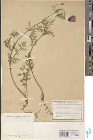 Long pricklyhead poppy(Papaver argemone)