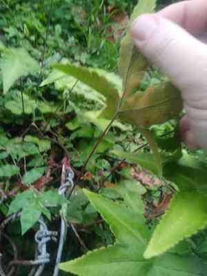 Hemionitis (Hemionitis)(Hemionitis)