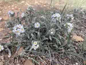 Northern cryptantha(Oreocarya celosioides)