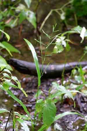 Panicum gymnocarpon(Panicum gymnocarpon)