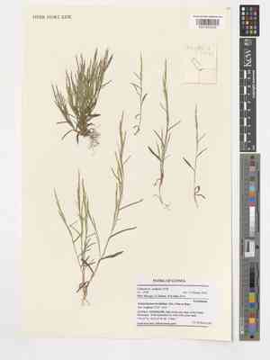 Serillo dulce(Schizachyrium brevifolium)