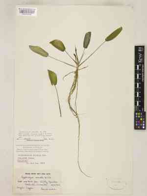 Wendt's water trumpet(Cryptocoryne wendtii)