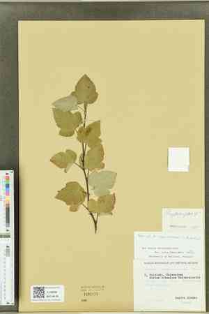 Ninebarks (Physocarpus)(Physocarpus)