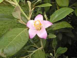 Cow itch tree (Lagunaria)(Lagunaria)
