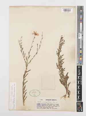 Aster mongolicus(Aster mongolicus)