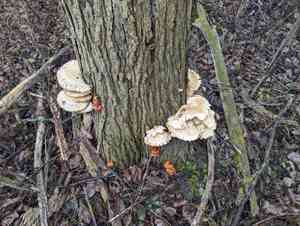 Enoki(Flammulina velutipes)