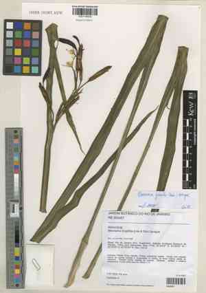 Walking Iris(Neomarica gracilis)