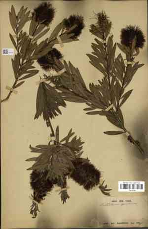 Gray bottlebrush(Callistemon speciosus)