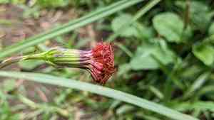 Okinawan spinach(Gynura bicolor)
