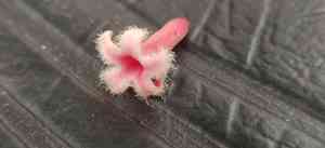 Jesuit's bark (Cinchona)(Cinchona)