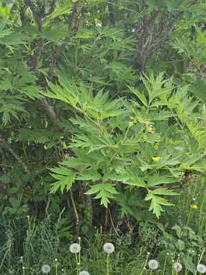 Tree peony(Paeonia suffruticosa)