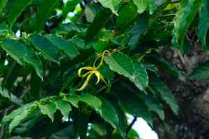 Cananga (Cananga)(Cananga)