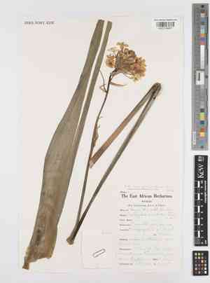 Transvaal chincherinchee(Ornithogalum saundersiae)