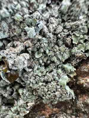 Salted shield lichen(Parmelia saxatilis)