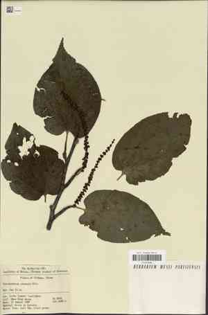 Spur leaf(Tetracentron sinense)