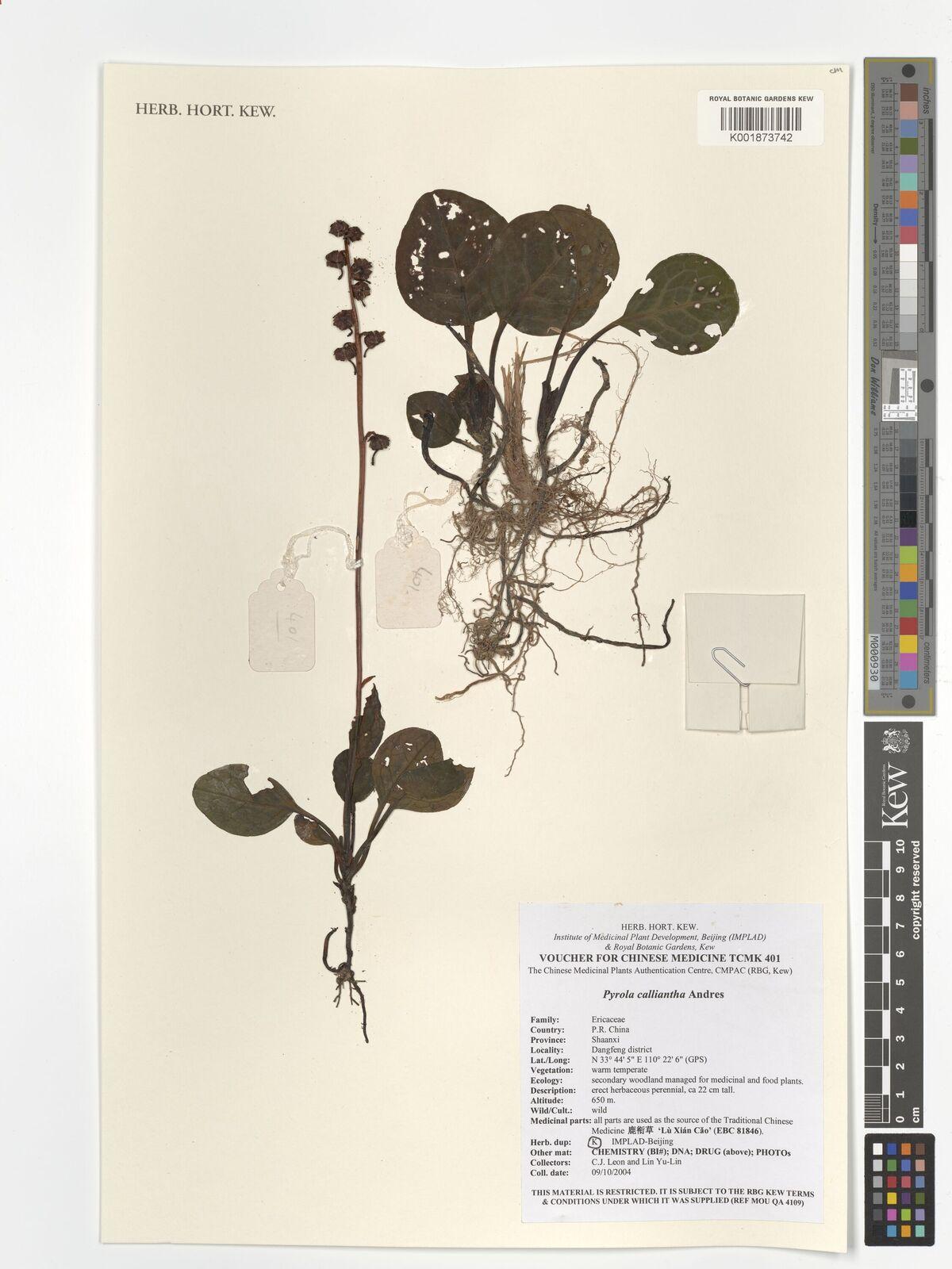 Pyrola Herb (Pyrola calliantha) Care Guide: Pests, Diseases, Watering ...