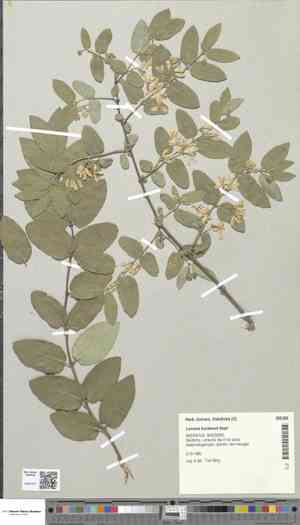 Blue-leaf honeysuckle(Lonicera korolkowii)