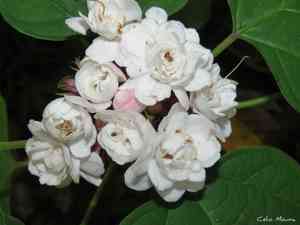 Glorybowers (Clerodendrum)(Clerodendrum)