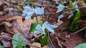 White squill(Scilla mischtschenkoana)