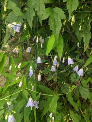 Adenophora potaninii(Adenophora potaninii)