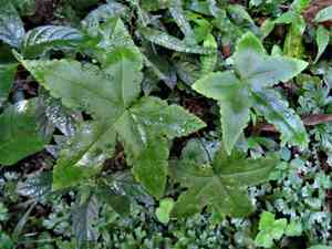 Hemionitis (Hemionitis)(Hemionitis)