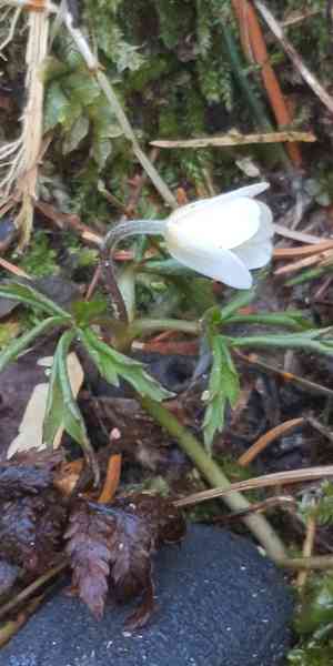 Wood anemone(Anemone nemorosa)