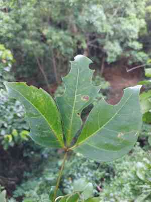 Crateva adansonii formosensis(Crateva formosensis)