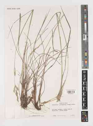 Texasgrass(Vaseyochloa multinervosa)