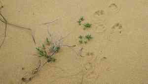 Baby's-breath (Gypsophila)(Gypsophila)