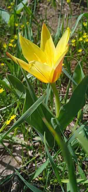 Water-lily tulip(Tulipa kaufmanniana)