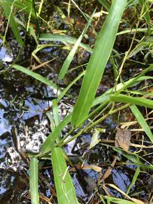 Panicum gymnocarpon(Panicum gymnocarpon)