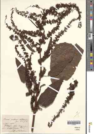 Sorrel(Rumex pratensis)