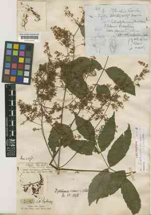 Dipteronia dyeriana(Dipteronia dyeriana)