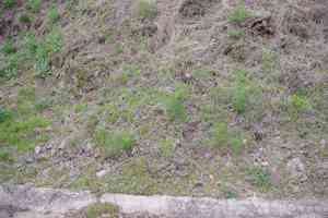 Peucedanum (Peucedanum)(Peucedanum)
