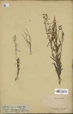 Canada rockcress(Boechera canadensis)