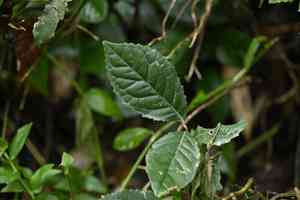 Taiwan mountain longan(Helicia formosana)