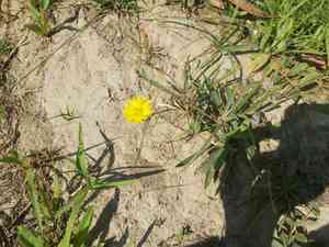 Ixeris (Ixeris)(Ixeris)