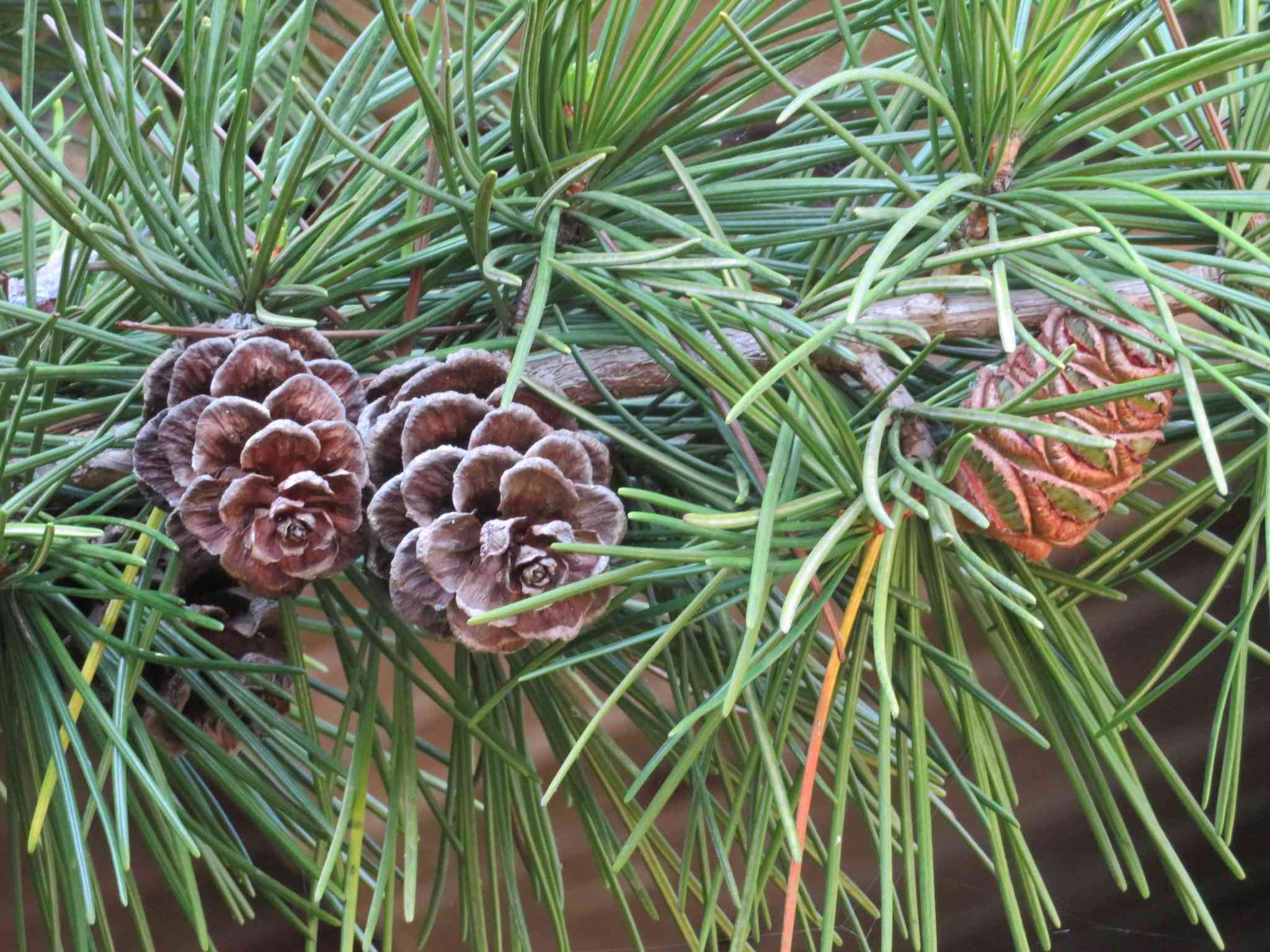 Japanese umbrella pine(Sciadopitys verticillata)