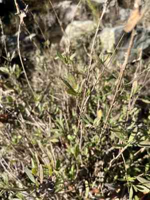 Marsh elders (Iva)(Iva)