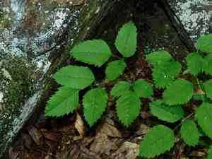 Lovage (Ligusticum)(Ligusticum)
