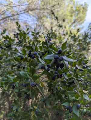 Myrtles (Myrtus)(Myrtus)