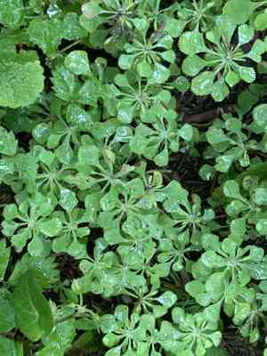 Kingdonia uniflora(Kingdonia uniflora)
