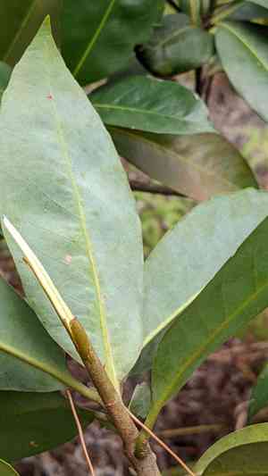 Chinese guger tree(Schima superba)