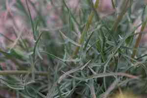 Lindleys silverpuffs(Microseris lindleyi)