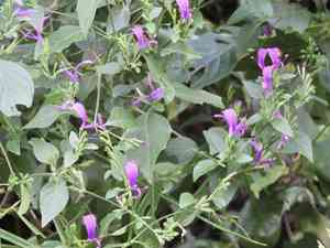 Hypoestes purpurea(Hypoestes purpurea)