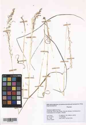 Siberian oatgrass(Trisetum sibiricum)