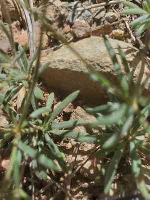 Wirestem buckwheat(Eriogonum pharnaceoides)